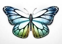 le secret des papillons par Cline Jobert