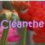 Cleanthe