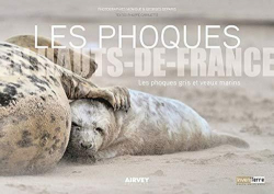 Les phoques en Hauts-de-France : Des phoques gris et veaux marins par Philippe Carruette