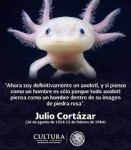 Axolotl par Cortázar