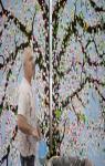 Damien Hirst, Cerisiers en fleurs par Manguel