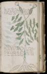 Photocopie du manuscrit de Voynicht par Lanuit