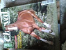 Cheval magazine n460 janvier 2010 par Cheval Magazine
