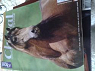 Cheval magazine n489 aot 2012 par Cheval Magazine