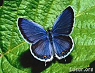 Papillons portraits du monde animal par Sterry