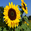 Sunflower49