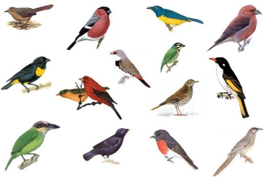 nom d oiseaux par ordre alphabetique